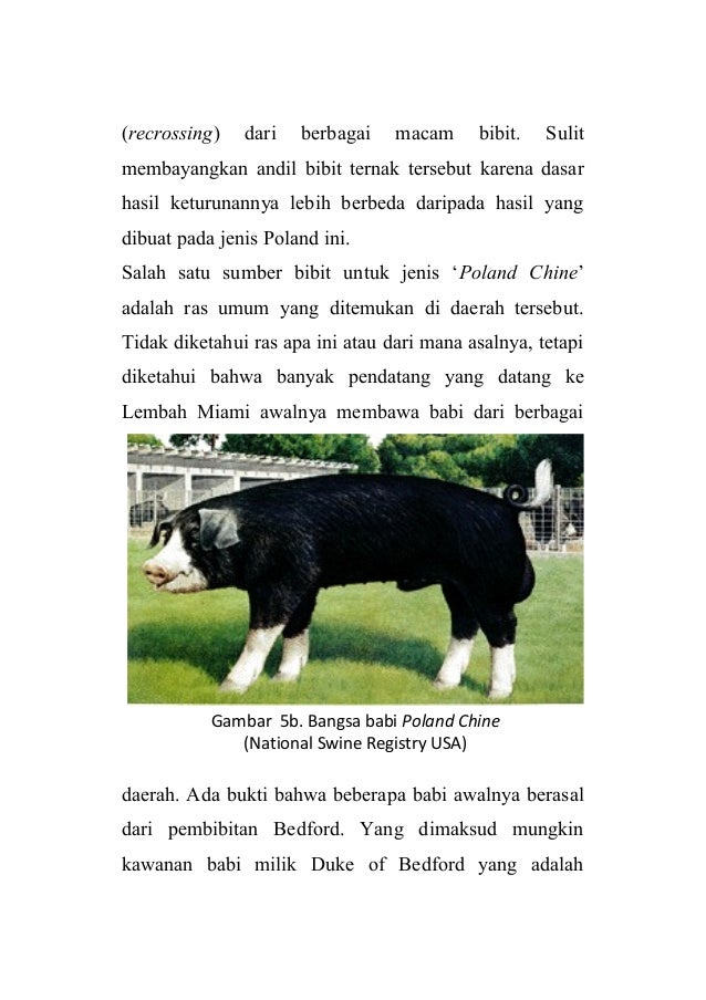 100 Gambar Babi Poland China Terlihat Keren 100 Gambar Babi Poland China Terlihat Keren