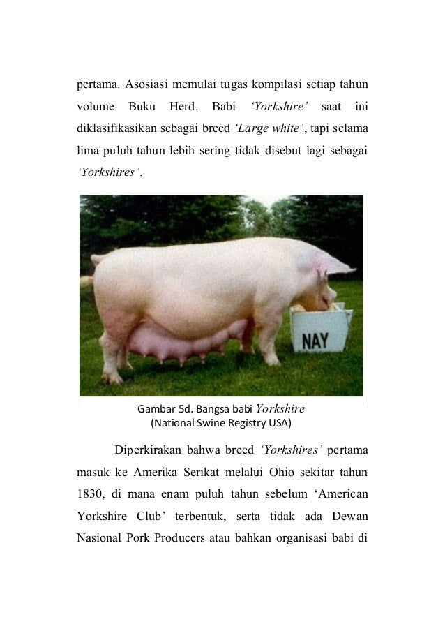 87+ Gambar Babi Lendris Paling Hist 87+ Gambar Babi Lendris Paling Hist