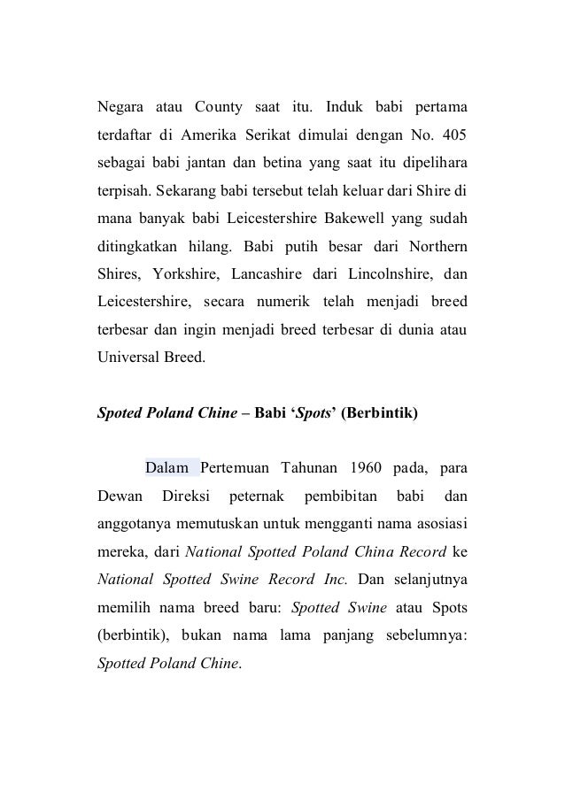 100 Gambar Babi Poland China Terlihat Keren 100 Gambar Babi Poland China Terlihat Keren