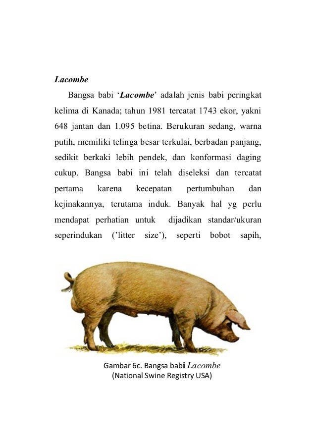 78+ Gambar Babi Tamworth Paling Keren 78+ Gambar Babi Tamworth Paling Keren