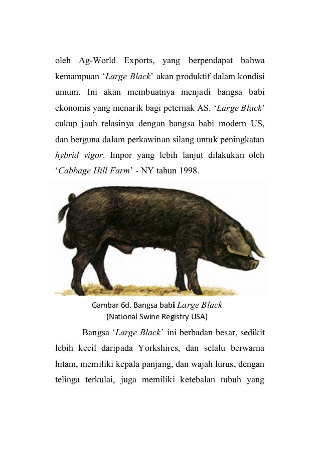73 Gambar Babi Warna Hitam 73 Gambar Babi Warna Hitam
