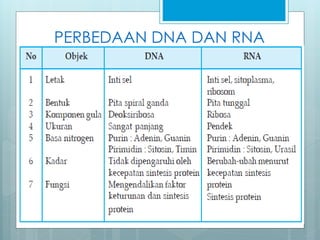 PERBEDAAN DNA DAN RNA
 