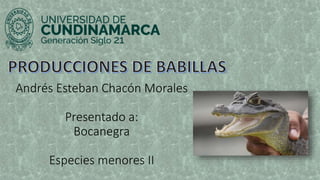 Andrés Esteban Chacón Morales
Presentado a:
Bocanegra
Especies menores II
 