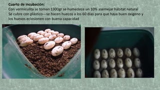 Cuarto de incubación:
Con vermiculita se toman 1300gr se humedece un 10% asemejar hábitat natural
Se cubre con plástico---se hacen huecos a los 60 días para que haya buen oxigeno y
los huevos eclosionen con buena capacidad
 