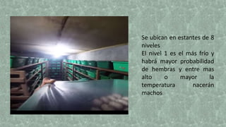 Se ubican en estantes de 8
niveles
El nivel 1 es el más frío y
habrá mayor probabilidad
de hembras y entre mas
alto o mayor la
temperatura nacerán
machos
 