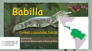 •C. c. apaporensis Medem, 1955
•C. c. crocodilus Linnaeus, 1758
•C. c. chiapasius Boucurt, 1876
•C. c. fuscus Cope, 1868
Paleosuchus palpebrosus
Paleosuchus trigonatus
 