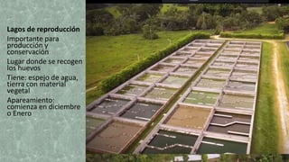 Lagos de reproducción
Importante para
producción y
conservación
Lugar donde se recogen
los huevos
Tiene: espejo de agua,
tierra con material
vegetal
Apareamiento:
comienza en diciembre
o Enero
Criadero Tayrona
Barrancabermeja
 