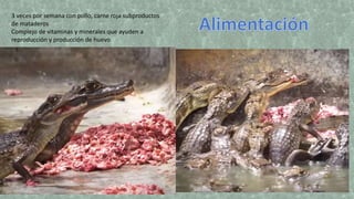 3 veces por semana con pollo, carne roja subproductos
de mataderos
Complejo de vitaminas y minerales que ayuden a
reproducción y producción de huevo
 