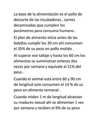 La base de la alimentación es el pollo de
descarte de las incubadoras , carnes
decomisadas que cumplen los
parámetros para consumo humano .
El plan de alimento inicia antes de las
babillas cumplir los 30 cm ahí consumen
el 35% de su peso en pollo molido .
Al superar ese tallaje y hasta los 60 cm los
alimentos se suministran enteros dos
veces por semana y equivale al 21% del
peso .
Cuando el animal está entre 60 y 90 cm
de longitud solo consumen el 14 % de su
peso en alimento semanal .
Cuando miden 1 m de longitud alcanzan
su madures sexual ahí se alimentan 1 vez
por semana y reciben el 9% de su peso
 