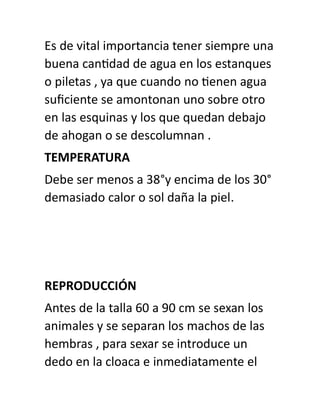 Es de vital importancia tener siempre una
buena cantidad de agua en los estanques
o piletas , ya que cuando no tienen agua
suficiente se amontonan uno sobre otro
en las esquinas y los que quedan debajo
de ahogan o se descolumnan .
TEMPERATURA
Debe ser menos a 38°y encima de los 30°
demasiado calor o sol daña la piel.
REPRODUCCIÓN
Antes de la talla 60 a 90 cm se sexan los
animales y se separan los machos de las
hembras , para sexar se introduce un
dedo en la cloaca e inmediatamente el
 