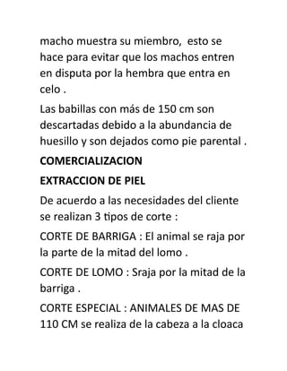 macho muestra su miembro, esto se
hace para evitar que los machos entren
en disputa por la hembra que entra en
celo .
Las babillas con más de 150 cm son
descartadas debido a la abundancia de
huesillo y son dejados como pie parental .
COMERCIALIZACION
EXTRACCION DE PIEL
De acuerdo a las necesidades del cliente
se realizan 3 tipos de corte :
CORTE DE BARRIGA : El animal se raja por
la parte de la mitad del lomo .
CORTE DE LOMO : Sraja por la mitad de la
barriga .
CORTE ESPECIAL : ANIMALES DE MAS DE
110 CM se realiza de la cabeza a la cloaca
 
