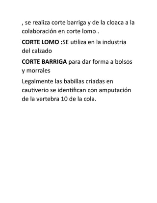 , se realiza corte barriga y de la cloaca a la
colaboración en corte lomo .
CORTE LOMO :SE utiliza en la industria
del calzado
CORTE BARRIGA para dar forma a bolsos
y morrales
Legalmente las babillas criadas en
cautiverio se identifican con amputación
de la vertebra 10 de la cola.
 