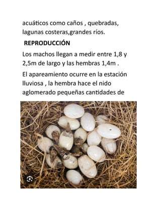 acuáticos como caños , quebradas,
lagunas costeras,grandes ríos.
REPRODUCCIÓN
Los machos llegan a medir entre 1,8 y
2,5m de largo y las hembras 1,4m .
El apareamiento ocurre en la estación
lluviosa , la hembra hace el nido
aglomerado pequeñas cantidades de
 