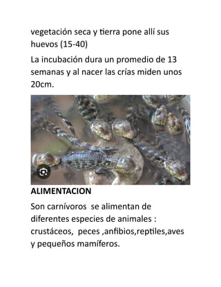 vegetación seca y tierra pone allí sus
huevos (15-40)
La incubación dura un promedio de 13
semanas y al nacer las crías miden unos
20cm.
ALIMENTACION
Son carnívoros se alimentan de
diferentes especies de animales :
crustáceos, peces ,anfibios,reptiles,aves
y pequeños mamíferos.
 