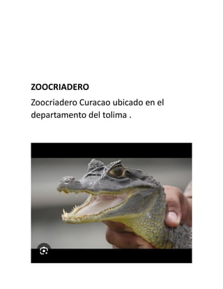 ZOOCRIADERO
Zoocriadero Curacao ubicado en el
departamento del tolima .
 
