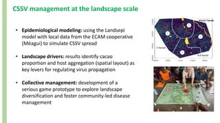CSSV management at the landscape scale
• Epidemiological modeling: using the Landsepi
model with local data from the ECAM cooperative
(Méagui) to simulate CSSV spread
• Landscape drivers: results identify cacao
proportion and host aggregation (spatial layout) as
key levers for regulating virus propagation
• Collective management: development of a
serious game prototype to explore landscape
diversification and foster community-led disease
management
~1 ha/an
~0.5-0.7 ha/an
~0.6 ha/an
 