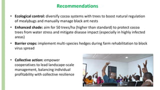 Recommendations
• Ecological control: diversify cocoa systems with trees to boost natural regulation
of mealybugs and manually manage black ant nests
• Enhanced shade: aim for 50 trees/ha (higher than standard) to protect cocoa
trees from water stress and mitigate disease impact (especially in highly infected
areas)
• Barrier crops: implement multi-species hedges during farm rehabilitation to block
virus spread
• Collective action: empower
cooperatives to lead landscape-scale
management, balancing individual
profitability with collective resilience
 