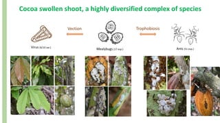 Cocoa swollen shoot, a highly diversified complex of species
Trophobiosis
Vection
Virus (6/10 var.)
Mealybugs (17 esp.) Ants (51 esp.)
 