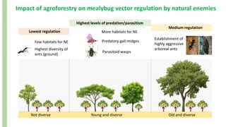 Not diverse Young and diverse Old and diverse
Impact of agroforestry on mealybug vector regulation by natural enemies
Highest levels of predation/parasitism
Predatory gall midges
Parasitoid wasps
Lowest regulation
Highest diversity of
ants (ground)
Medium regulation
Establishment of
highly aggressive
arboreal ants
Few habitats for NE
More habitats for NE
 