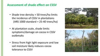 Assessment of shade effect on CSSV
• Shade tree density > 50 trees/ha limits
the incidence of CSSV in plantations
(ARS 1000 standard = 25-40 trees/ha)
• At plantation scale, shade limits
symptoms/damage on cocoa in CSSV
outbreaks
• Stress from high light exposure and low
soil moisture likely reduces cocoa
tolerance to CSSV
 