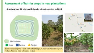 Assessment of barrier crops in new plantations
A network of 14 plots with barriers implemented in 2019
CSSV outbreak
Barriers
Cocoa Plantain
Cocoa Acacia mangium
2 demonstration plots, 4 plots with coffee hedges, 4 plots with Acacia mangium,
hedges, 4 control plots with cocoa hedges
Coffee Cocoa
 