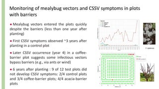 Monitoring of mealybug vectors and CSSV symptoms in plots
with barriers
F. njalensis
● Mealybug vectors entered the plots quickly
despite the barriers (less than one year after
planting)
● First CSSV symptoms observed ~3 years after
planting in a control plot
● Later CSSV occurrence (year 4) in a coffee-
barrier plot suggests some infectious vectors
bypass barriers (e.g., via ants or wind)
● 6 years after planting : 9 of 12 test plots did
not develop CSSV symptoms: 2/4 control plots
and 3/4 coffee-barrier plots; 4/4 acacia-barrier
plots
 