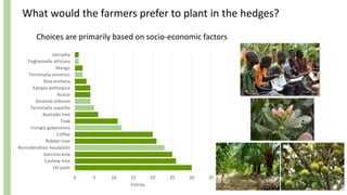 What would the farmers prefer to plant in the hedges?
0 5 10 15 20 25 30 35
Oil palm
Cashew tree
Garcinia kola
Ricinodendron heudelotii
Rubber tree
Coffee
Irvingia gabonensis
Teak
Avocado tree
Terminalia superba
Gmenila arborea
Acacia
Xylopia aethiopica
Bixa orellana
Terminalia ivorensis
Mango
Tieghemella africana
Jatropha
Entries
Choices are primarily based on socio-economic factors
 