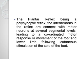  The Plantar Reflex being a
polysynaptic reflex, the interneurons in
the reflex arc connect with motor
neurons at several segmental levels,
leading to a co-ordinated motor
response or movement of the foot and
lower limb following cutaneous
stimulation of the sole of the foot.
 