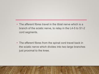 • The afferent fibres travel in the tibial nerve which is a
branch of the sciatic nerve, to relay in the L4-5 to S1-2
cord segments.
• The efferent fibres from the spinal cord travel back in
the sciatic nerve which divides into two large branches
just proximal to the knee.
 