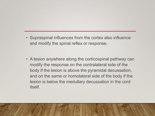 • Supraspinal influences from the cortex also influence
and modify the spinal reflex or response.
• A lesion anywhere along the corticospinal pathway can
modify the response on the contralateral side of the
body if the lesion is above the pyramidal decussation,
and on the same or homolateral side of the body if the
lesion is below the medullary decussation in the cord
itself.
 