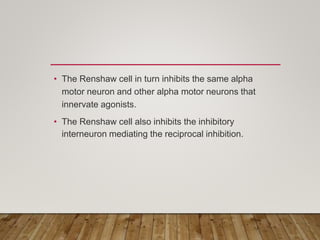 • The Renshaw cell in turn inhibits the same alpha
motor neuron and other alpha motor neurons that
innervate agonists.
• The Renshaw cell also inhibits the inhibitory
interneuron mediating the reciprocal inhibition.
 