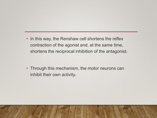 • In this way, the Renshaw cell shortens the reflex
contraction of the agonist and, at the same time,
shortens the reciprocal inhibition of the antagonist.
• Through this mechanism, the motor neurons can
inhibit their own activity.
 