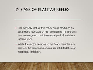 IN CASE OF PLANTAR REFLEX
• The sensory limb of this reflex arc is mediated by
cutaneous receptors of fast-conducting 1a afferents
that converge on the internuncial pool of inhibitory
interneurons.
• While the motor neurons to the flexor muscles are
excited, the extensor muscles are inhibited through
reciprocal inhibition.
 