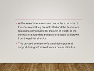 • At the same time, motor neurons to the extensors of
the contralateral leg are activated and the flexors are
relaxed to compensate for the shift of weight to the
contralateral leg while the ipsilateral leg is withdrawn
from the painful stimulus.
• This crossed extensor reflex maintains postural
support during withdrawal from a painful stimulus.
 