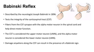 Babinski Reflex
• Described by the neurologist Joseph Babinski in 1896.
• Tests the integrity of the corticospinal tract (CST)
• Fibers from the CST synapse with the alpha motor neuron in the spinal cord and
help direct motor function.
• The CST is considered the upper motor neuron (UMN), and the alpha motor
neuron is considered the lower motor neuron (LMN).
• Damage anywhere along the CST can result in the presence of a Babinski sign.
 