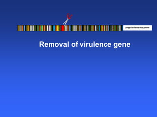 Healthy animals equals healthy, productive people