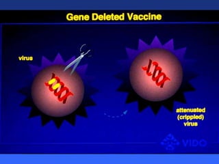 Healthy animals equals healthy, productive people