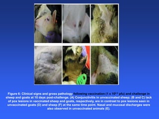 Healthy animals equals healthy, productive people