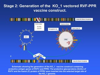 Healthy animals equals healthy, productive people