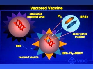 Healthy animals equals healthy, productive people
