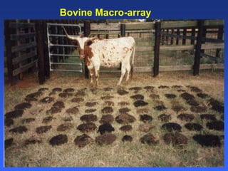 Healthy animals equals healthy, productive people