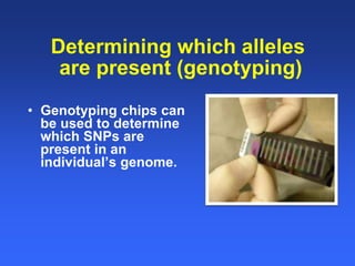 Healthy animals equals healthy, productive people