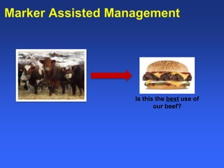 Healthy animals equals healthy, productive people