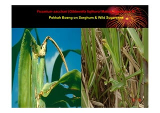 Fusarium sacchari (Gibberella fujikuroi Mating Population B)
Pokkah Boeng on Sorghum & Wild Sugarcane
 
