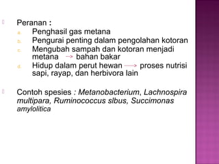  Peranan :
a. Penghasil gas metana
b. Pengurai penting dalam pengolahan kotoran
c. Mengubah sampah dan kotoran menjadi
metana bahan bakar
d. Hidup dalam perut hewan proses nutrisi
sapi, rayap, dan herbivora lain
 Contoh spesies : Metanobacterium, Lachnospira
multipara, Ruminococcus slbus, Succimonas
amylolitica
 