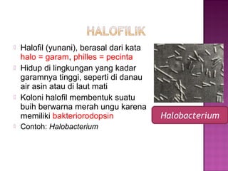  Halofil (yunani), berasal dari kata
halo = garam, philles = pecinta
 Hidup di lingkungan yang kadar
garamnya tinggi, seperti di danau
air asin atau di laut mati
 Koloni halofil membentuk suatu
buih berwarna merah ungu karena
memiliki bakteriorodopsin
 Contoh: Halobacterium
Halobacterium
 