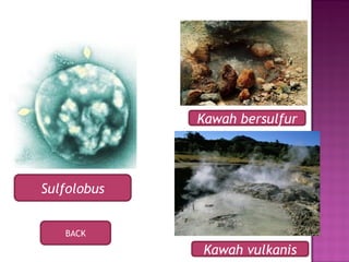 Sulfolobus
Kawah bersulfur
Kawah vulkanis
BACK
 