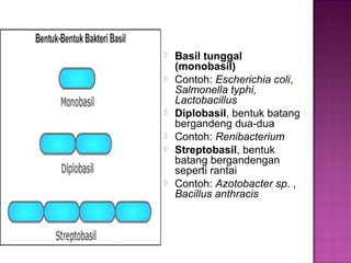  Basil tunggal
(monobasil)
 Contoh: Escherichia coli,
Salmonella typhi,
Lactobacillus
 Diplobasil, bentuk batang
bergandeng dua-dua
 Contoh: Renibacterium
 Streptobasil, bentuk
batang bergandengan
seperti rantai
 Contoh: Azotobacter sp. ,
Bacillus anthracis
 