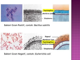 Peptidoglikan
Membran plasma
Sitoplasma
Kapsul
Membran luar
Peptidoglikan
Membran plasma
Sitoplasma
Bakteri Gram Positif, contoh: Bacillus subtilis
Bakteri Gram Negatif, contoh: Escherichia coli
 