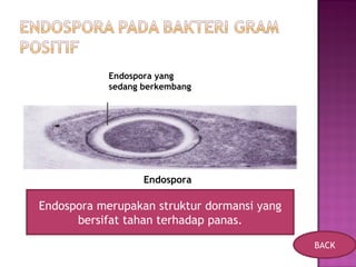 Endospora yang
sedang berkembang
Endospora
Endospora merupakan struktur dormansi yang
bersifat tahan terhadap panas.
BACK
 
